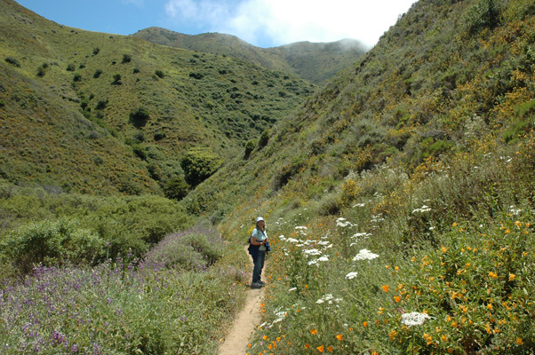 Soberanes Canyon 065.jpg